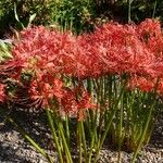 Lycoris radiata Hábitos