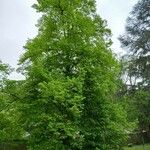 Tilia × euchlora Habit