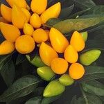 Capsicum annuum 果実