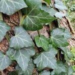 Hedera helix Φύλλο