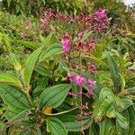 Oxyspora paniculataFlower