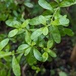 Lippia micromera Лист