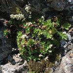 Heuchera merriamii ᱛᱟᱦᱮᱸ