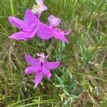 Calopogon tuberosus Flor