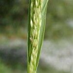 Panicum dichotomiflorum Плод