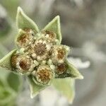 Helichrysum arnicoides Flower