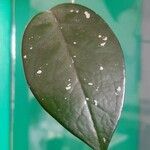 Hoya carnosa Leaf