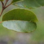 Syzygium borbonicum Leaf