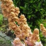 Spiraea salicifolia 花