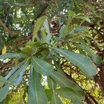 Crescentia alata Hoja