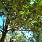 Litsea monopetala 葉