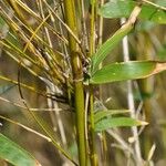 Bambusa multiplex Blatt