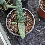 Gasteria carinata Leaf