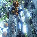 Theobroma cacao Fruit