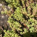 Sedum anglicum Fuelha