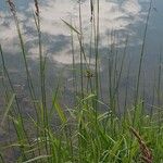 Phalaris arundinacea Habitus