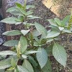 Phytolacca octandra Hoja