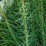 Asphodeline lutea Leaf