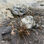 Luzula racemosa Habit