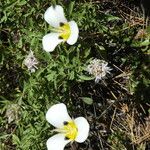 Calochortus leichtlinii Flower