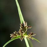 Cyperus fuscus 花