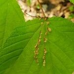 Acer pensylvanicum Цвят