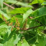 Ampelocissus barbata Hábito