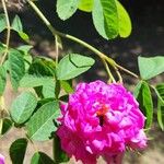 Rosa × damascena Kwiat