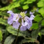 Plectranthus rosulatus Flower