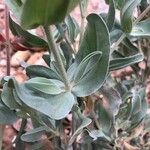 Cistus lasianthus Feuille