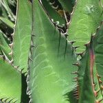 Agave shawii Leaf