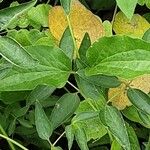 Clematis recta Likasa