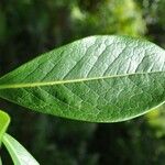 Chionanthus broomeanus Feuille