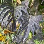 Ipomoea coccinea Blad