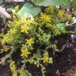 Sedum sexangulare Цветок