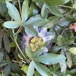 Passiflora caerulea 葉
