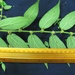 Pouzolzia obliqua Otro
