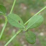 Trifolium lappaceum Blad