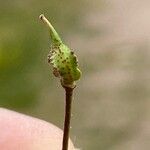 Bunias erucago Fruit