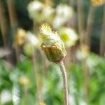 Dryas drummondii Frucht