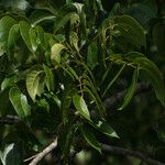 Swietenia mahagoni Ліст