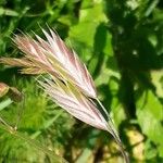 Bromus catharticus Blüte
