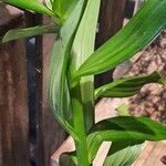 Lilium lancifolium List