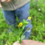 Medicago lupulinaFlower