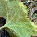 Alchemilla glabra Liść