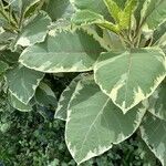 Nicotiana tomentosa Blad