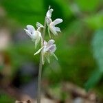 Epipogium aphyllum Fula