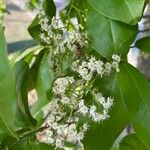 Ehretia tinifolia Flor