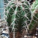 Pachycereus pecten-aboriginum Hábito