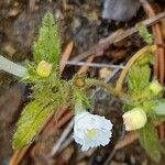 Galeopsis segetum Leaf